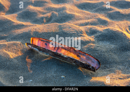 Atlantic jackknife clam (Ensis directus / Ensis americanus) shells on beach along the North Sea coast Stock Photo
