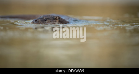 European, British otter, swimming in a river, pond. Stock Photo