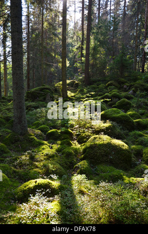Green mossy forest in backlighting. From the province Smaland in Sweden. Stock Photo