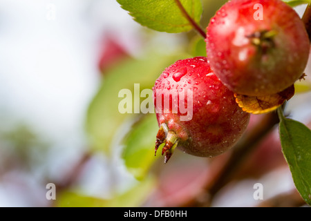 Twig of Paradise apples close up Stock Photo