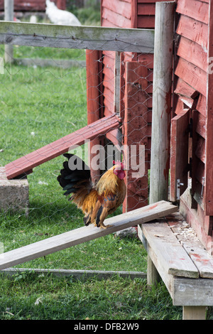 maran cockerel or rooster entering henhouse or cree Stock Photo