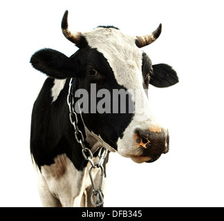 cow isolated on a white background Stock Photo