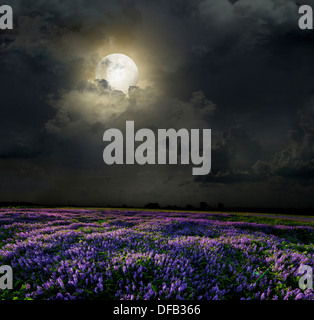 Meadow of lavender. Nature composition. Stock Photo