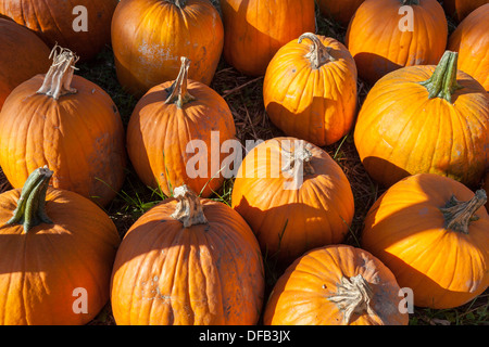 A good year for pumpkins in Mohawk Valley of New York State, late September. Stock Photo