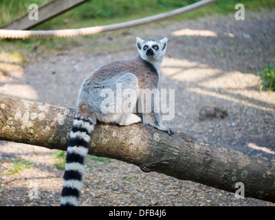 A Ring Tailed Lemur (Lemur Catta) at Twycross Zoo, Tamworth, United Kingdom. Stock Photo