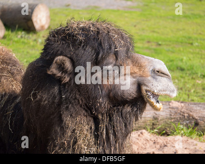 A Camel (Bactrian Camel) at Twycross Zoo, Tamworth, United Kingdom. Stock Photo