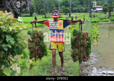 Work in the rice paddies Stock Photo