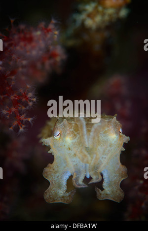 A baby cuttlefish near a red soft corals in the Lembeh Strait , Indonesia Stock Photo