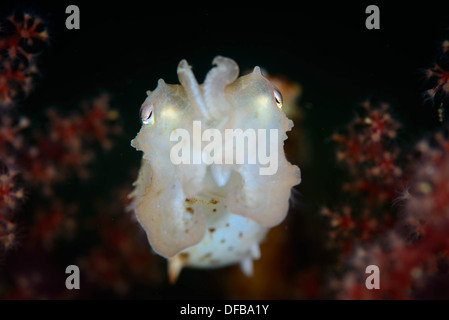 A baby cuttlefish near a red soft corals in the Lembeh Strait , Indonesia Stock Photo