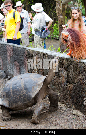 A Galapagos giant tortoise feeding on vegetation in the Galapagos ...