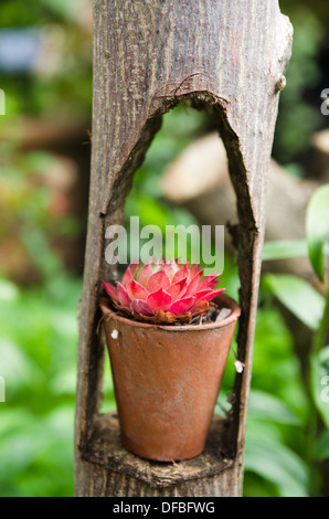 House leeks in pots in hollow tree trunk Stock Photo