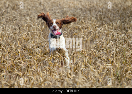 English Springer Spaniel running through wheat crop Stock Photo