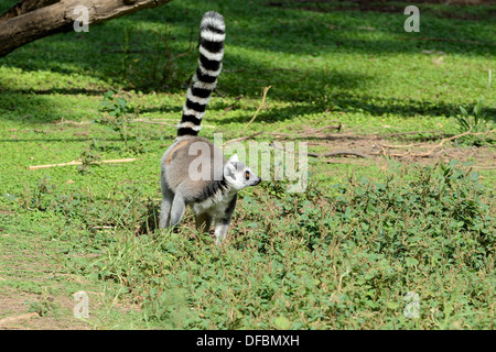 The ring-tailed lemur (Lemur catta) is a primate living on the south island of Madagascar. Stock Photo