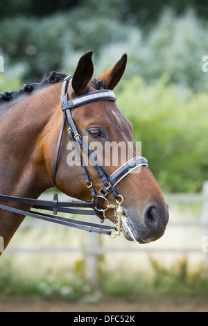 A portrait of a horse standing outside wearing a bridle Stock Photo