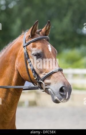 A portrait of a horse standing outside wearing a bridle Stock Photo