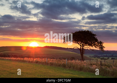 Sunset on the South Downs in Hamsphire, the silhouette of a lone tree stands against the backdrop of the rolling hills. Stock Photo