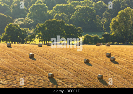 A late August evening on the South Downs in Hampshire Stock Photo