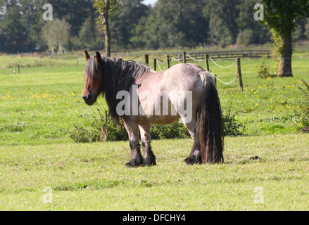 Belgian Heavy horse or Brabant Horse (Brabançon) posing in a meadow in summer Stock Photo