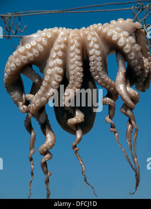 An octopus hanging on a line in the sun outside a restaurant in Greece Stock Photo