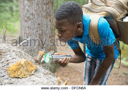 Boy examining fungus on tree trunk in forest