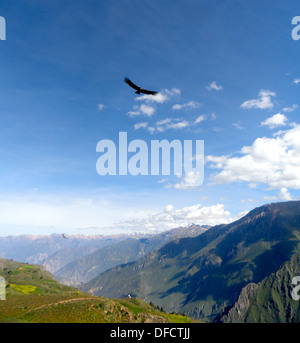 An Andean Condor flies in the Colca Canyon, in the Arequipa department of Southern Peru Stock Photo