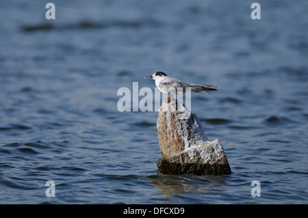 Indian River Tern Stock Photo