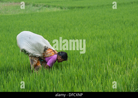 Indian woman cutting grass in between the rice plants in a paddy field. Andhra Pradesh, India Stock Photo