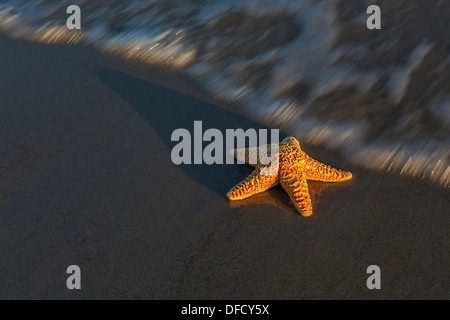 A starfish on the sand of a beach about to be covered by the ocean waters. Stock Photo