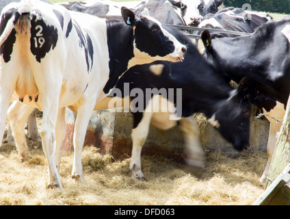 26 July 2013, near Lewes, Sussex, UK: fresian cows eating straw from a trough. One is still, motion blur on others. Stock Photo