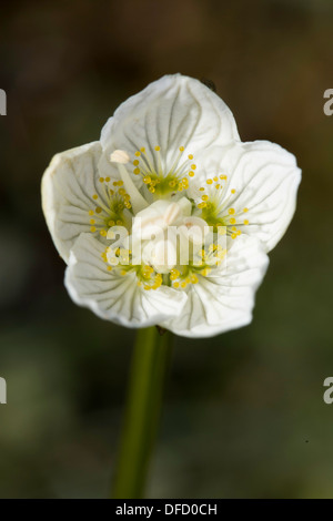 Grass-of-Parnassus (Parnassia palustris) flower Stock Photo
