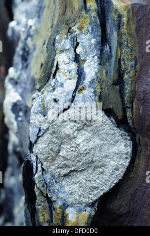 Mineral seams in stone Stock Photo