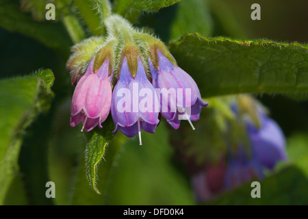 Russian Comfrey (Symphytum x uplandicum) flower - a hybrid of S. officinale x S. asperum Stock Photo