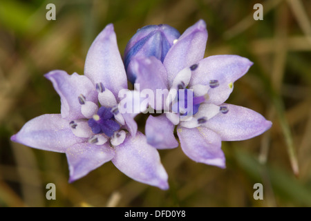 Spring Squill (Scilla verna) flowers Stock Photo
