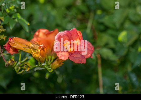 A group of orange blooms on a Trumpet Vine, Campsis radican. Oklahoma, USA. Stock Photo