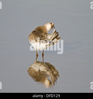 Juvenile Curlew Sandpiper preening with reflection Stock Photo
