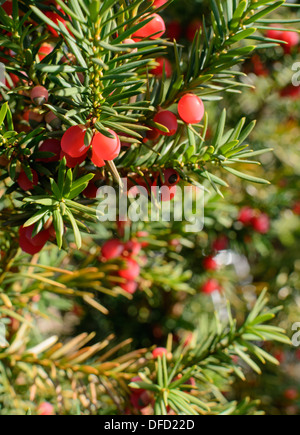 Fresh red juniper berries ripening on a twig. Stock Photo