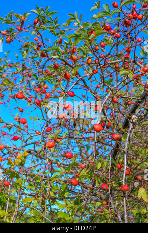 Ripe berries of rosehip against blue sky in the October garden. Stock Photo