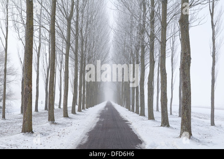 bike path between frosted tree rows in winter fog Stock Photo