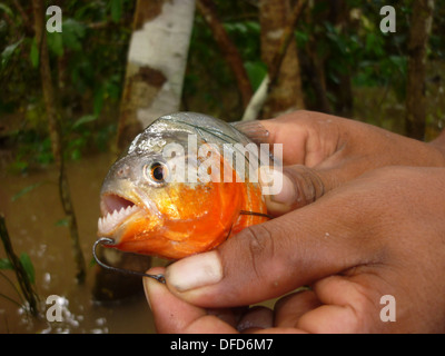 A fisherman pull a hook out of a red bellied piranha in the Amazon rain forest near Iquitos, Peru Stock Photo