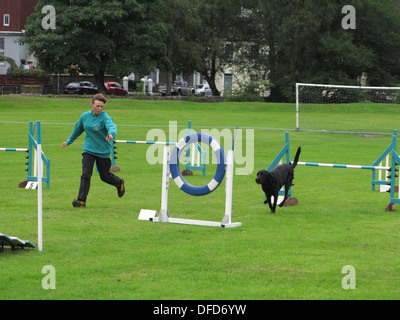 Black Labrador Undertaking a Dog Agility Course, UK Stock Photo