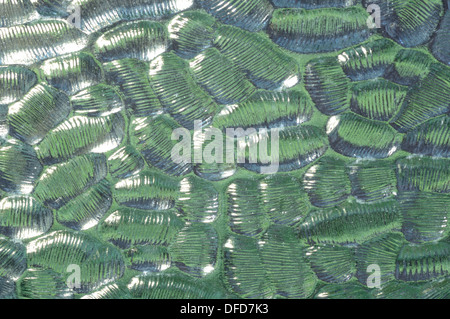 Close up image of green frosted or patterned glass with green lighting effect. Stock Photo