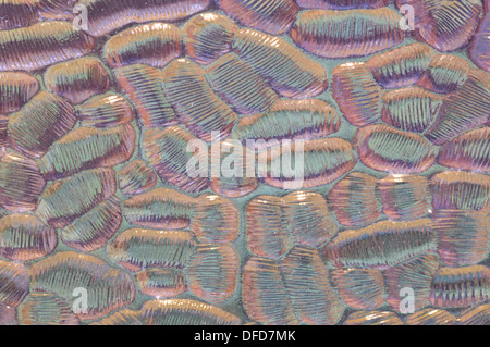 Close up or macro image of frosted or patterned glass with a kaleidoscope of colors Stock Photo