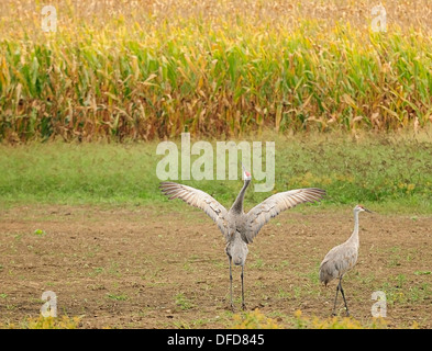 Sandhill Crane couple next to autumn corn field. (Grus canadensis)