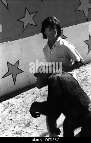 Chimpanzees captive in a Mexican circus 1970s.  Chimps and handler wild animal shown around the town to advertise and promoting the circus. Mazatlan Mexico Mexican state of Sinaloa 1973 HOMER SYKES Stock Photo