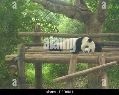 Giant Panda at the Chengdu Panda Base, Sichuan province, China Stock Photo