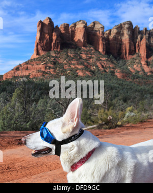 Dog wearing Doggles at Soldier Pass in Sedona Stock Photo
