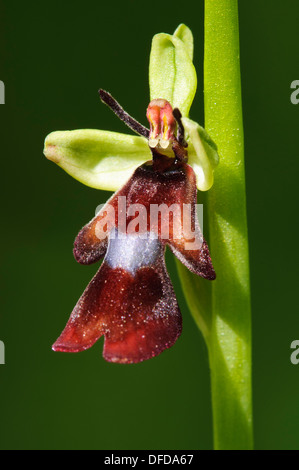 A single bloom of fly orchid (Ophrys insectifera) flowering in Denge Wood, Kent. May. Stock Photo