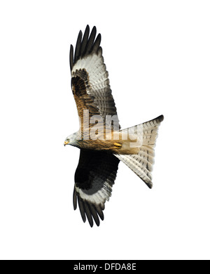 Red Kite Milvus milvus Red Kite Milvus milvus
