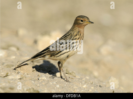 Red-throated Pipit Anthus cervinus Stock Photo