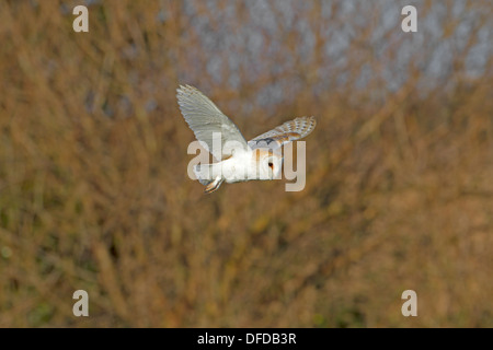 Barn Owl Tyto alba Stock Photo